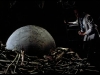 q-egg